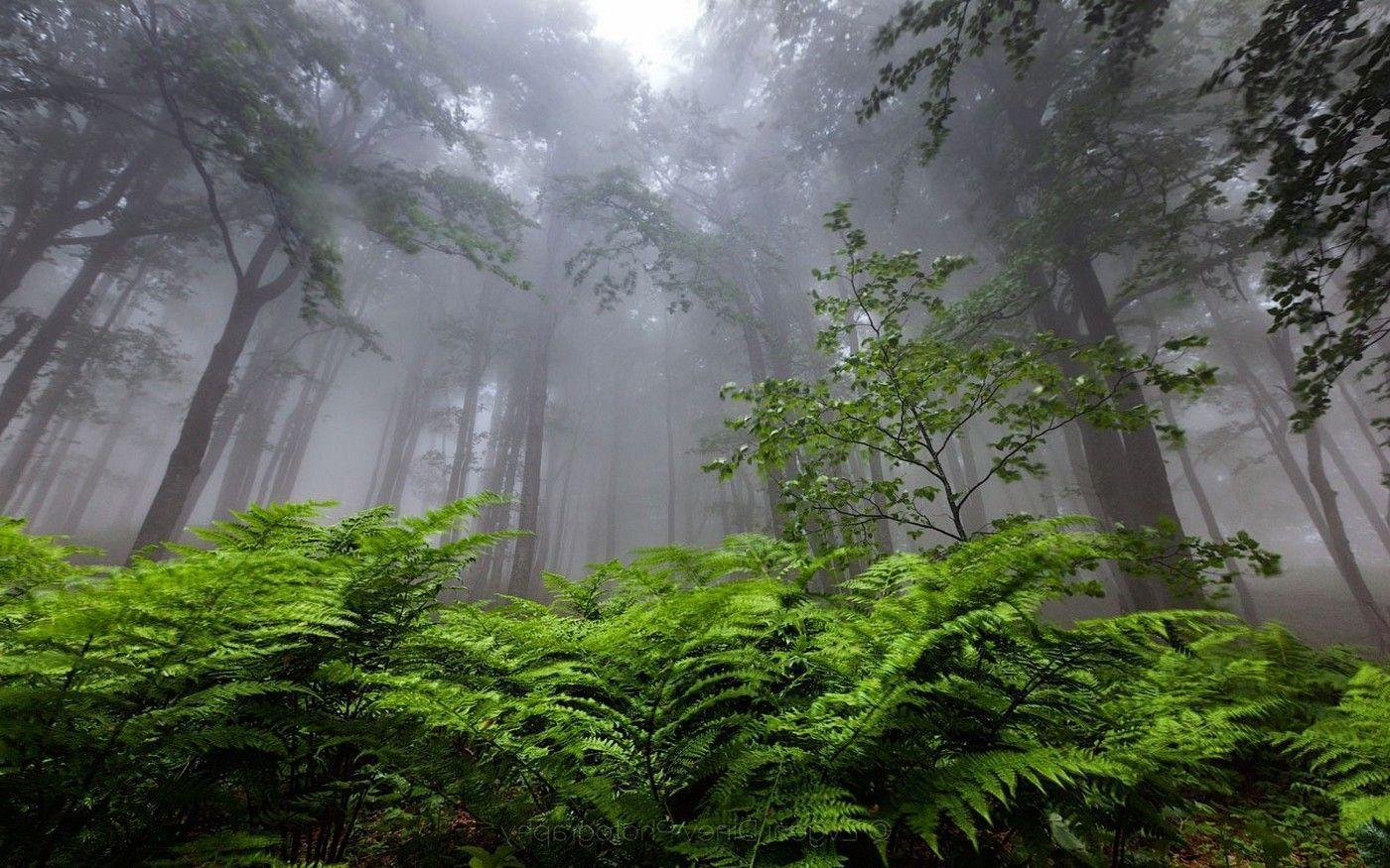 nature, Landscape, Forest, Mist, Ferns, Bulgaria, Trees