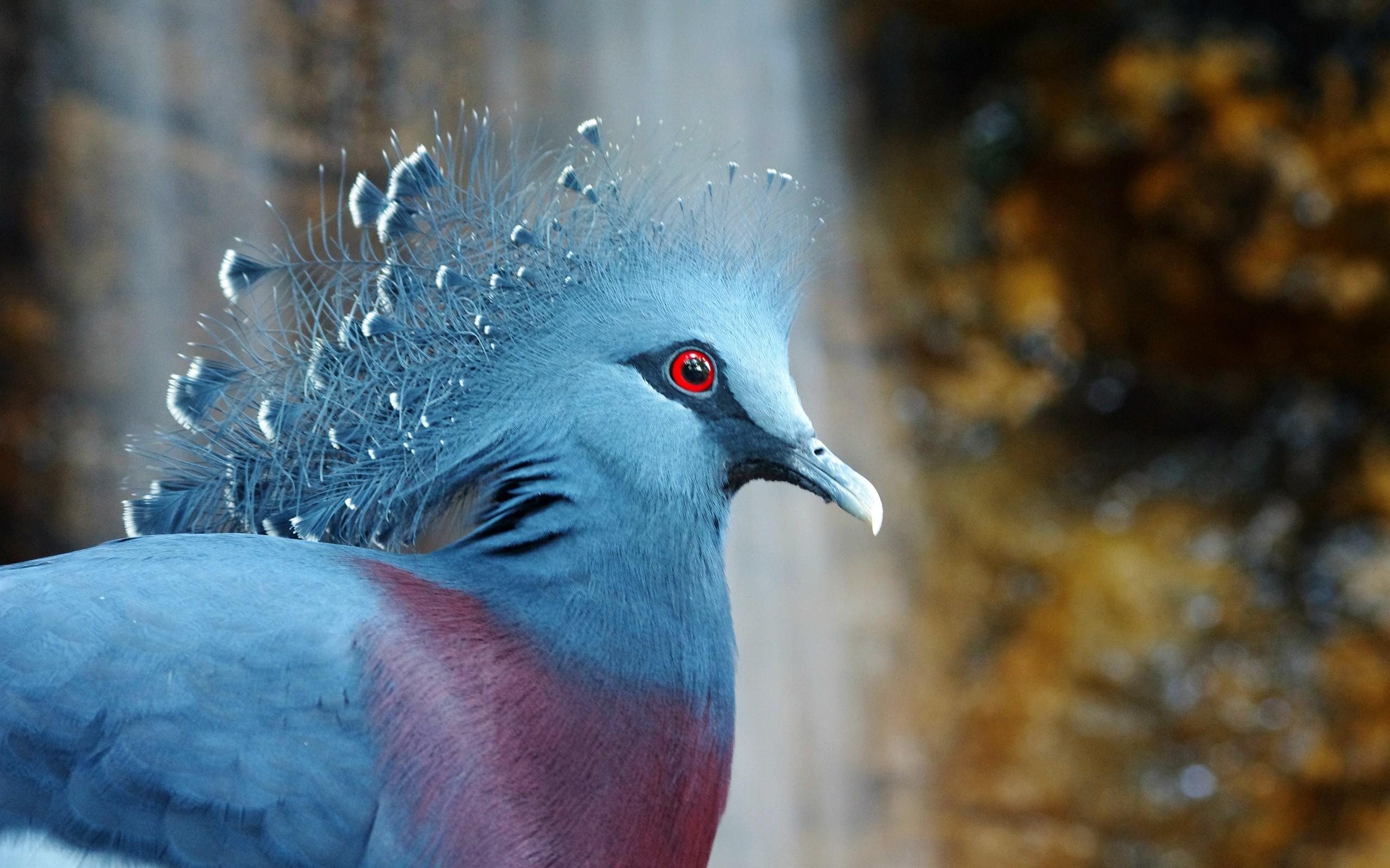 Birds crowned pigeon wallpapers