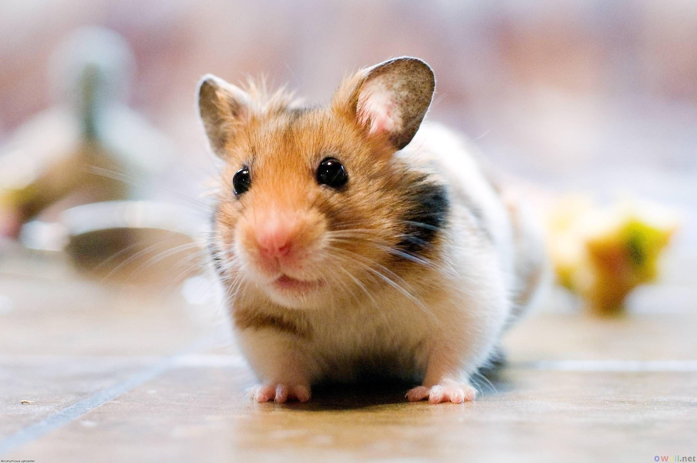 Cute Hamster Wallpapers Wallpapers