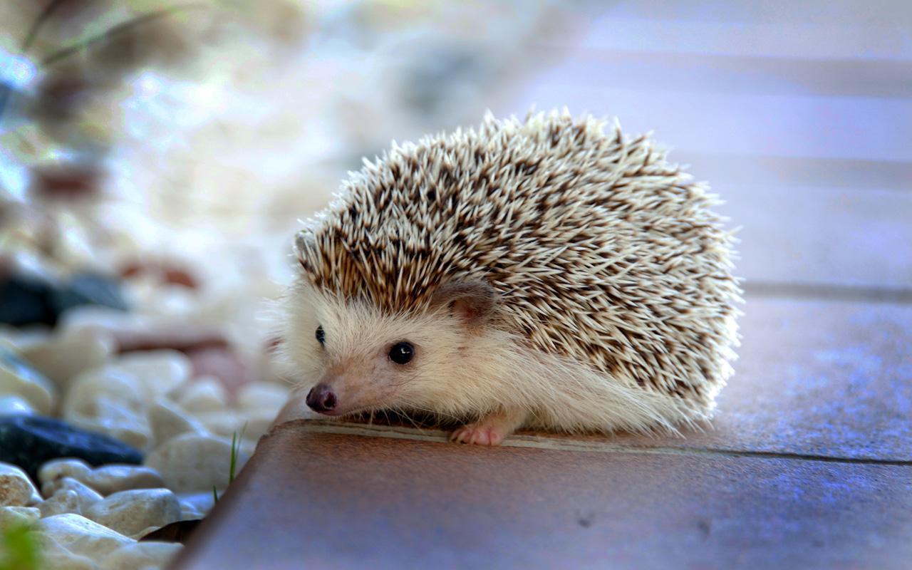 Hedgehogs live wallpapers