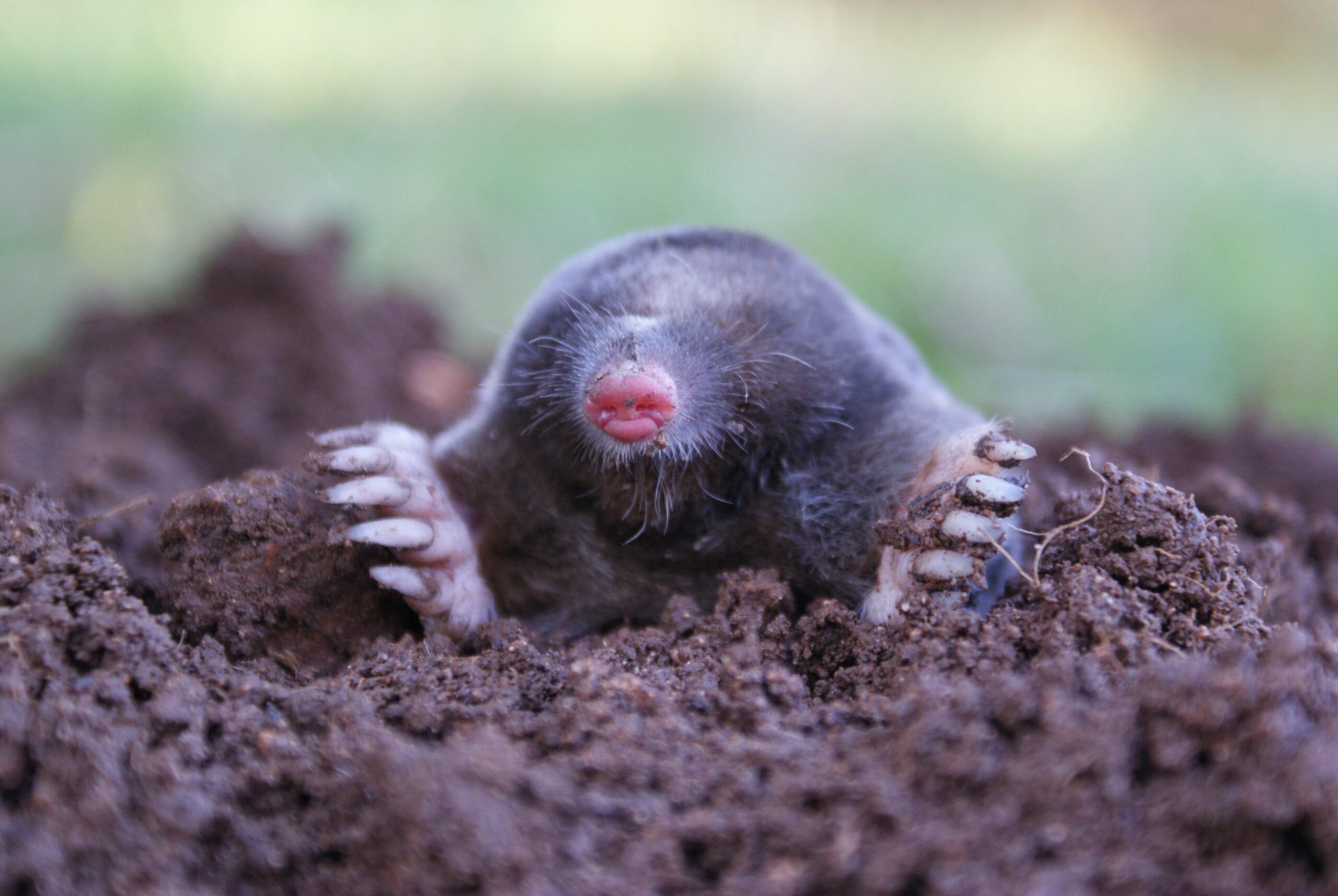 Mole HD Wallpapers