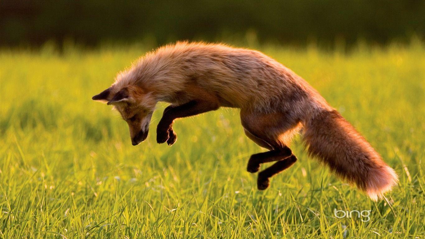 Canadian Red Fox