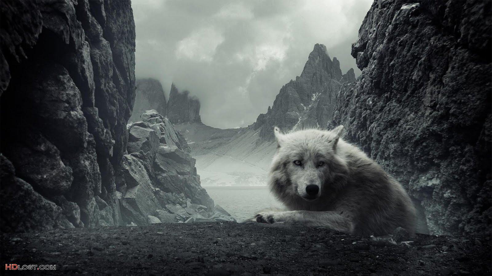 Wallpapers For > White Wolf Wallpapers Hd