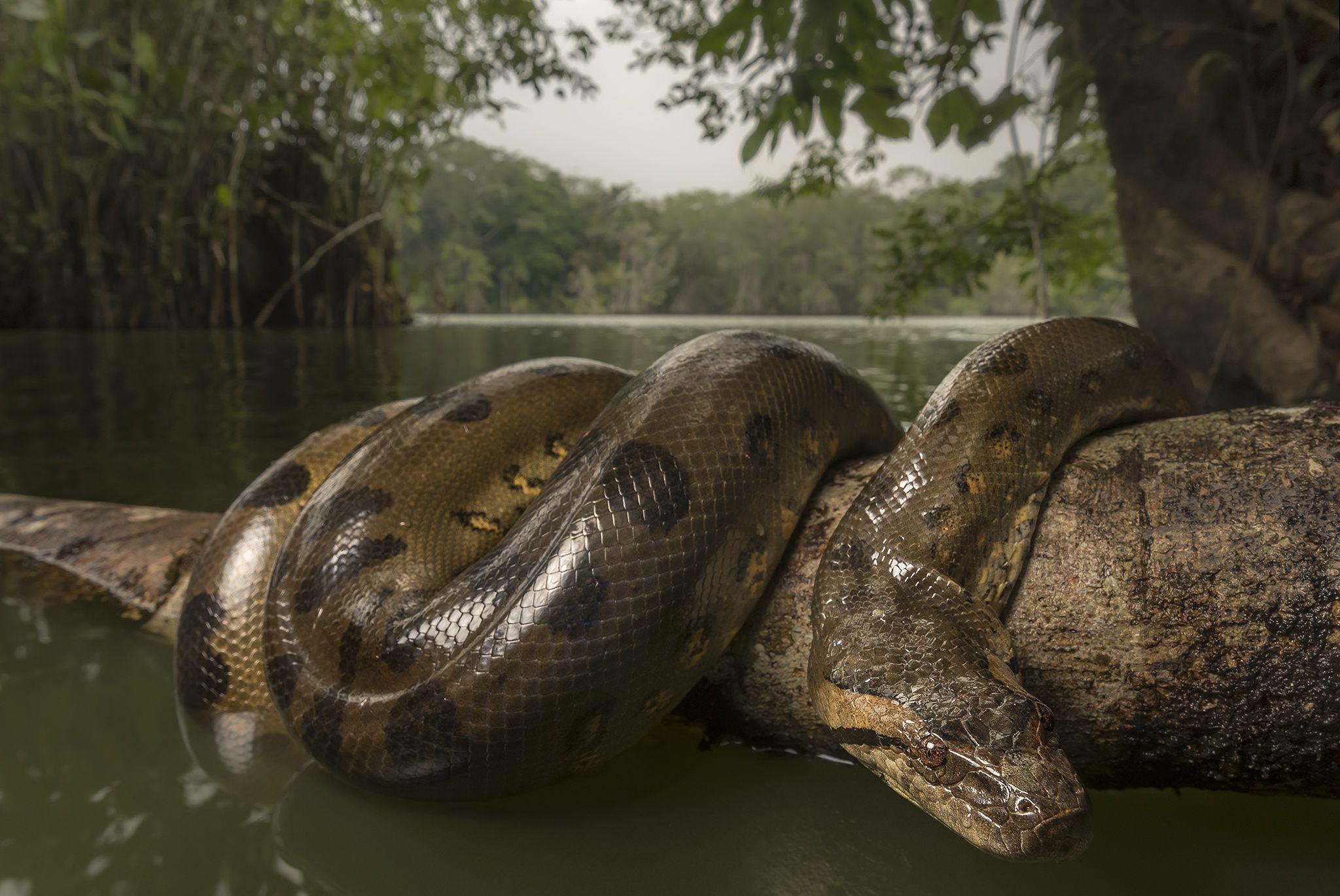 3 Anaconda HD Wallpapers