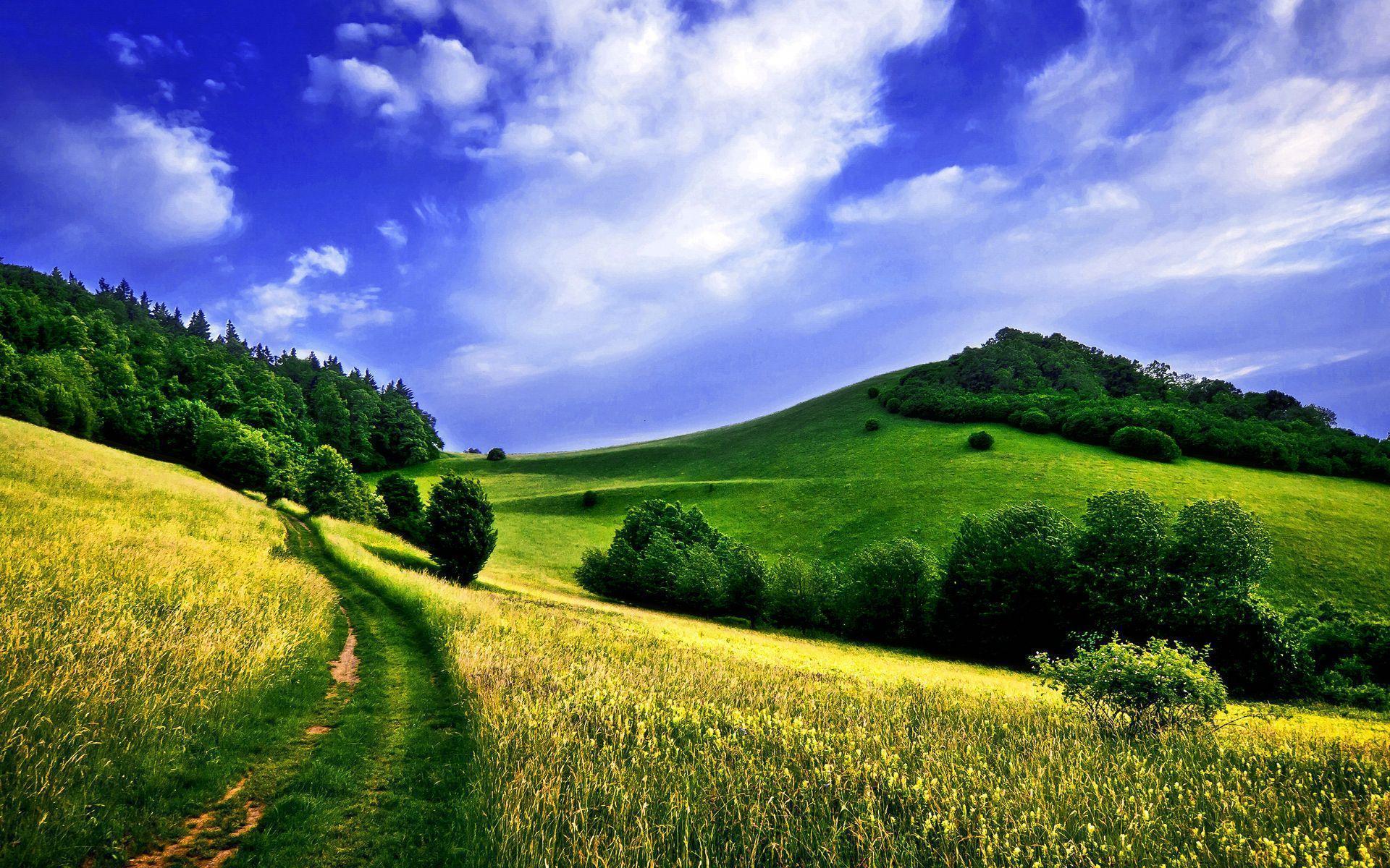 Green Green Meadow Wallpapers