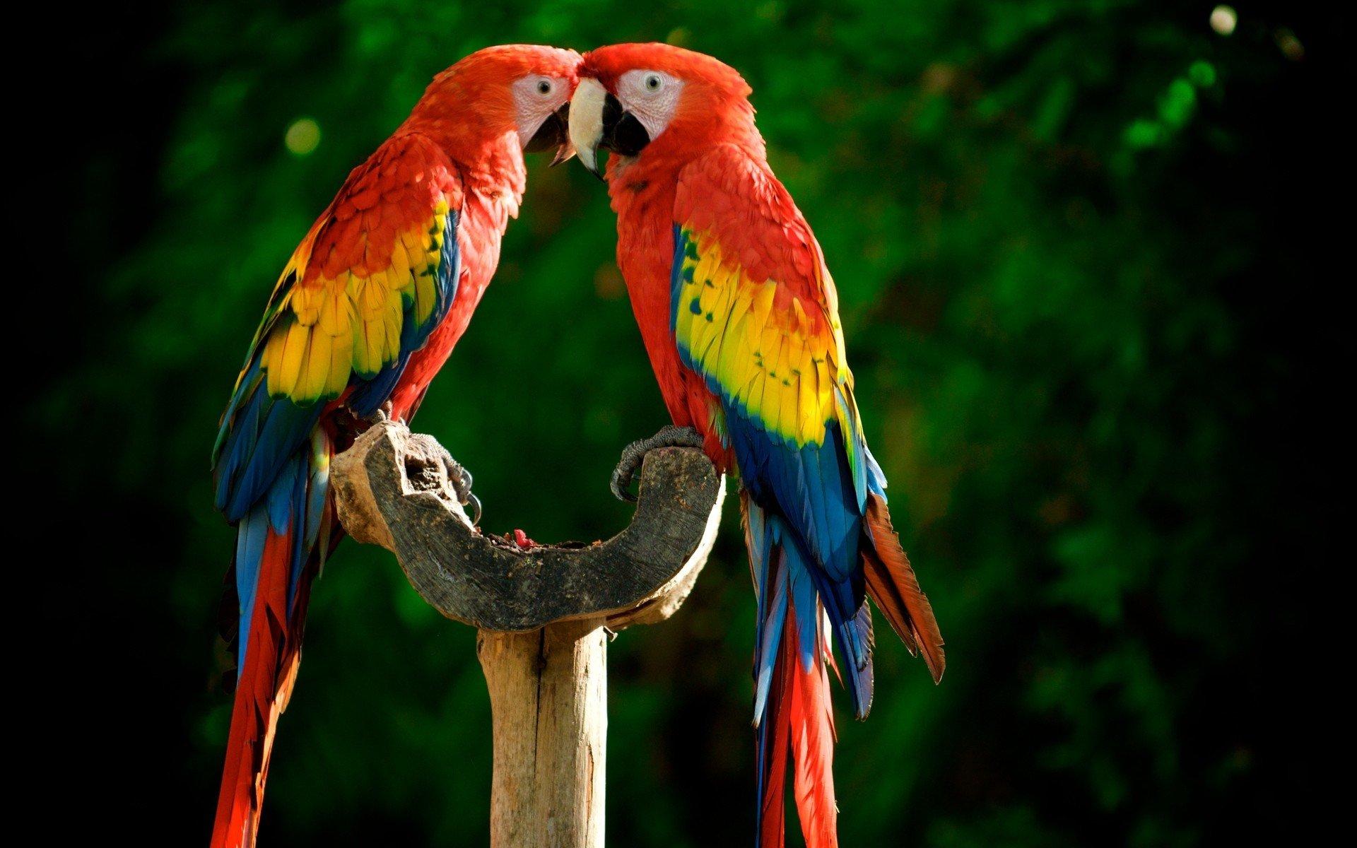 Scarlet macaw HD Wallpapers