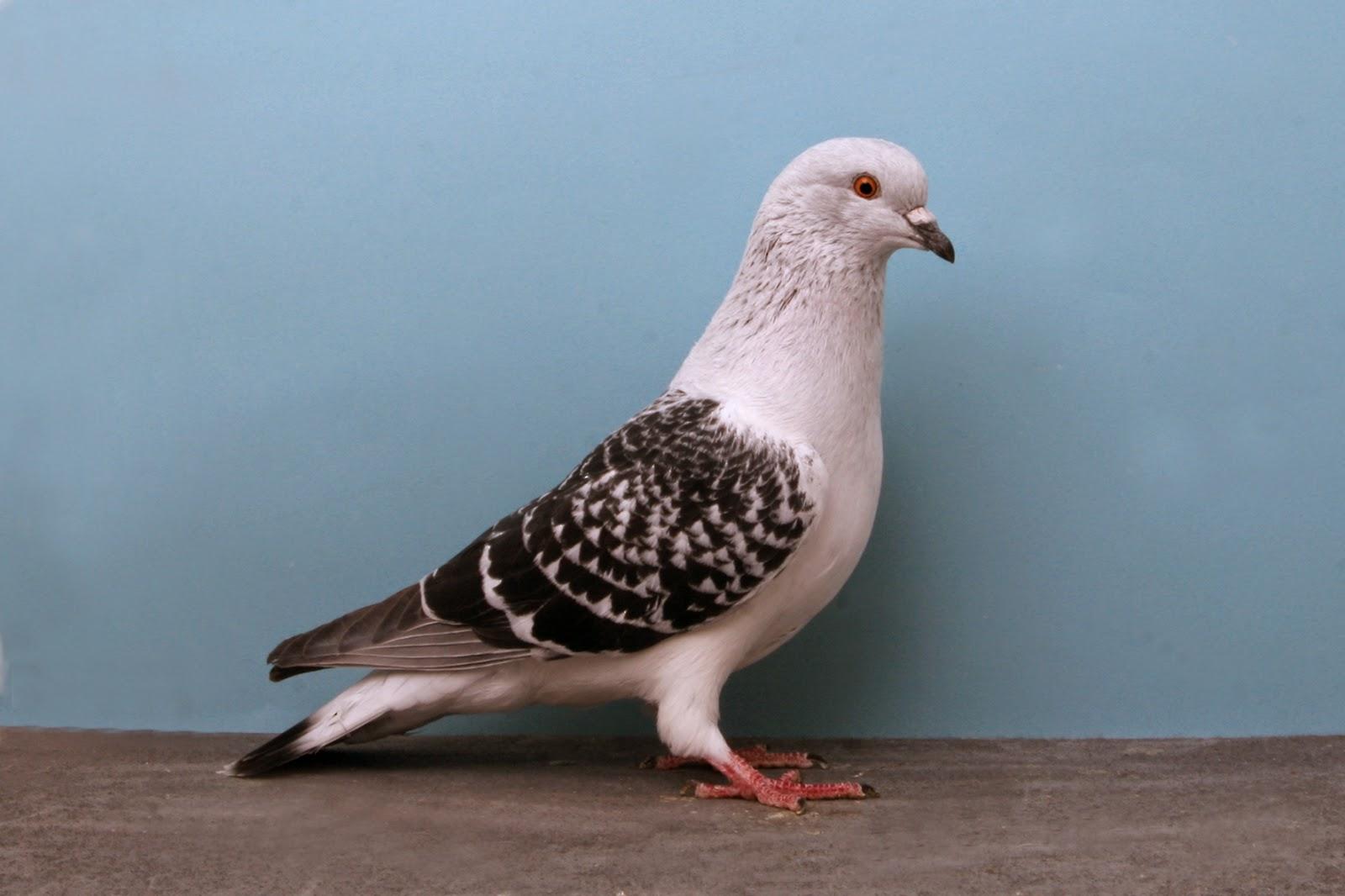 Homing Pigeon Wallpapers