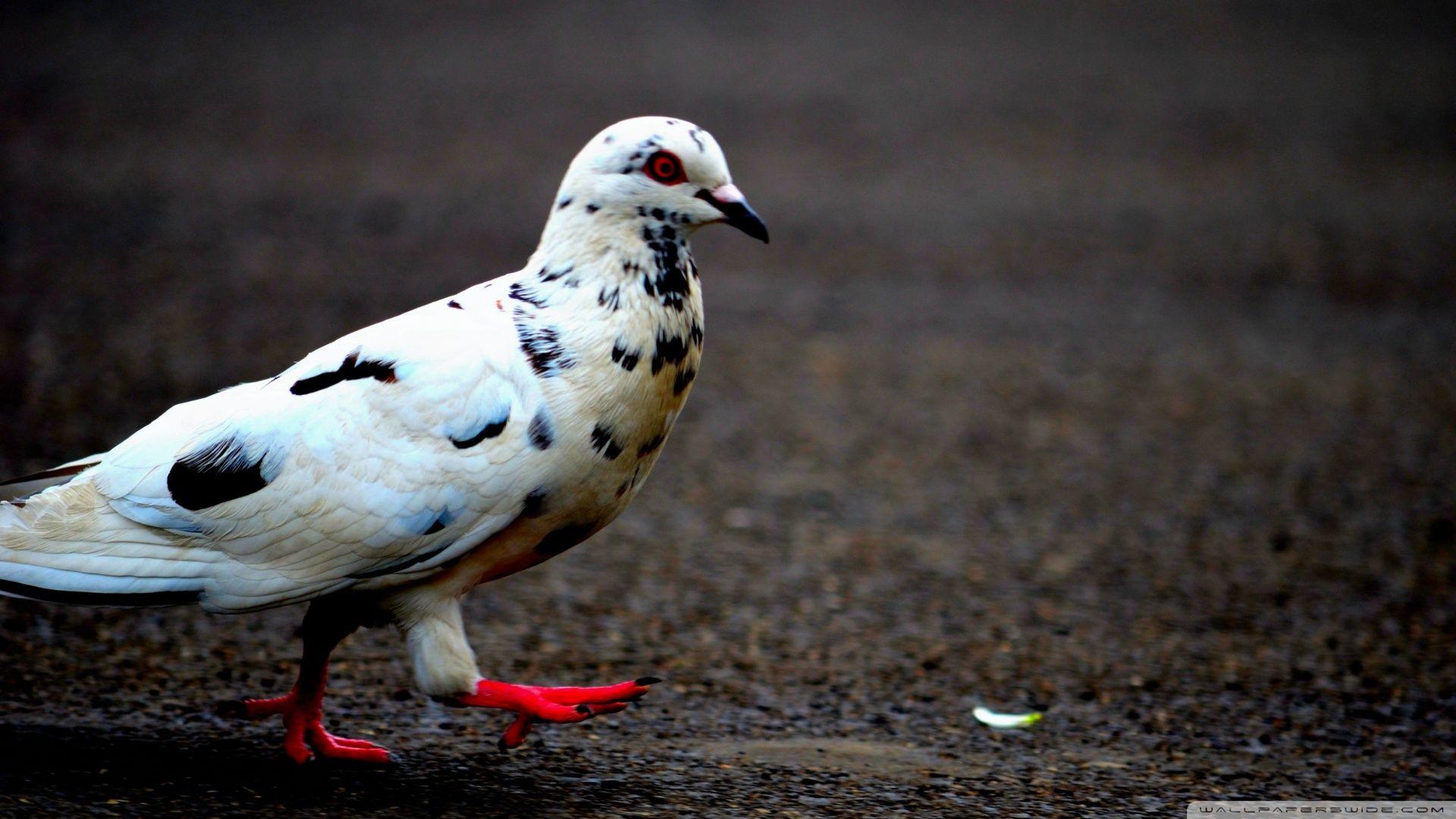 Pigeons Wallpapers PC Desktop