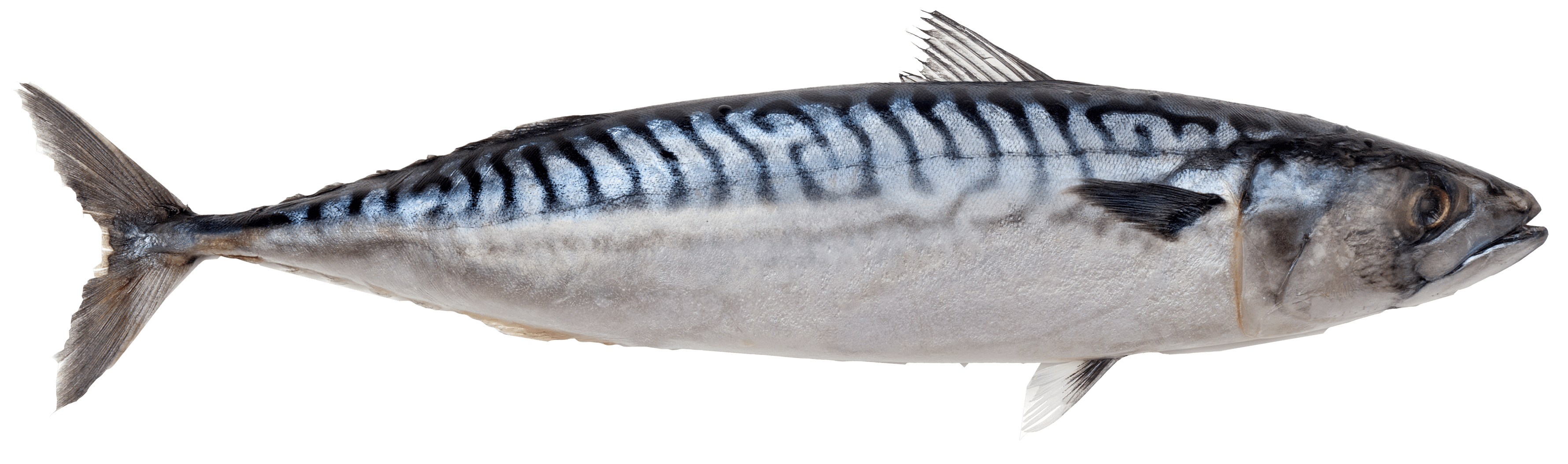 Scomber scombrus. Atlantic mackerel.