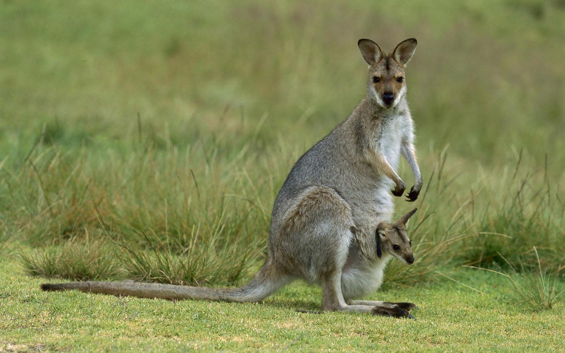 Kangaroo Wallpapers