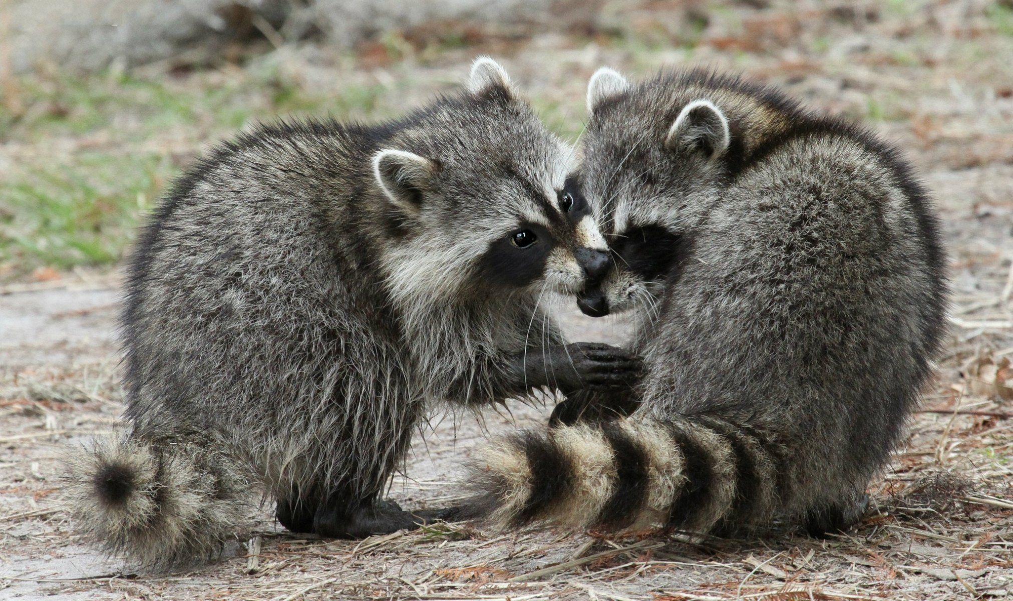 raccoons the pair fluffy HD wallpapers