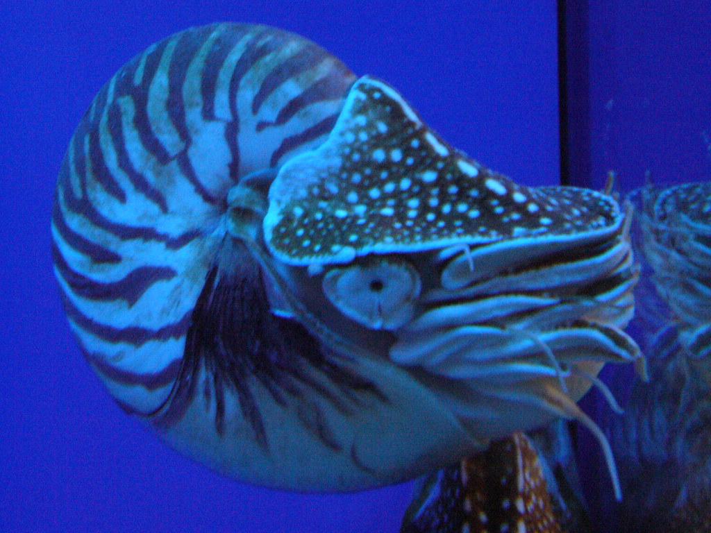 Nautilus pompilius