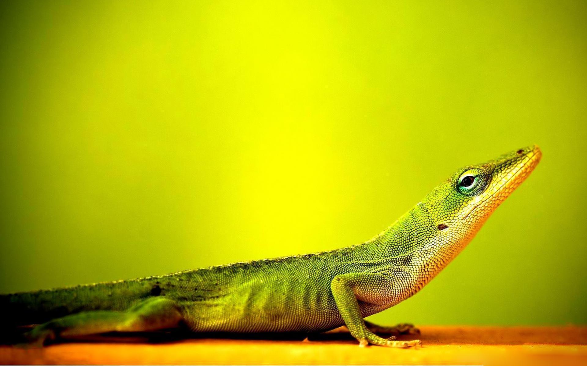 Lizard Desktop Wallpapers