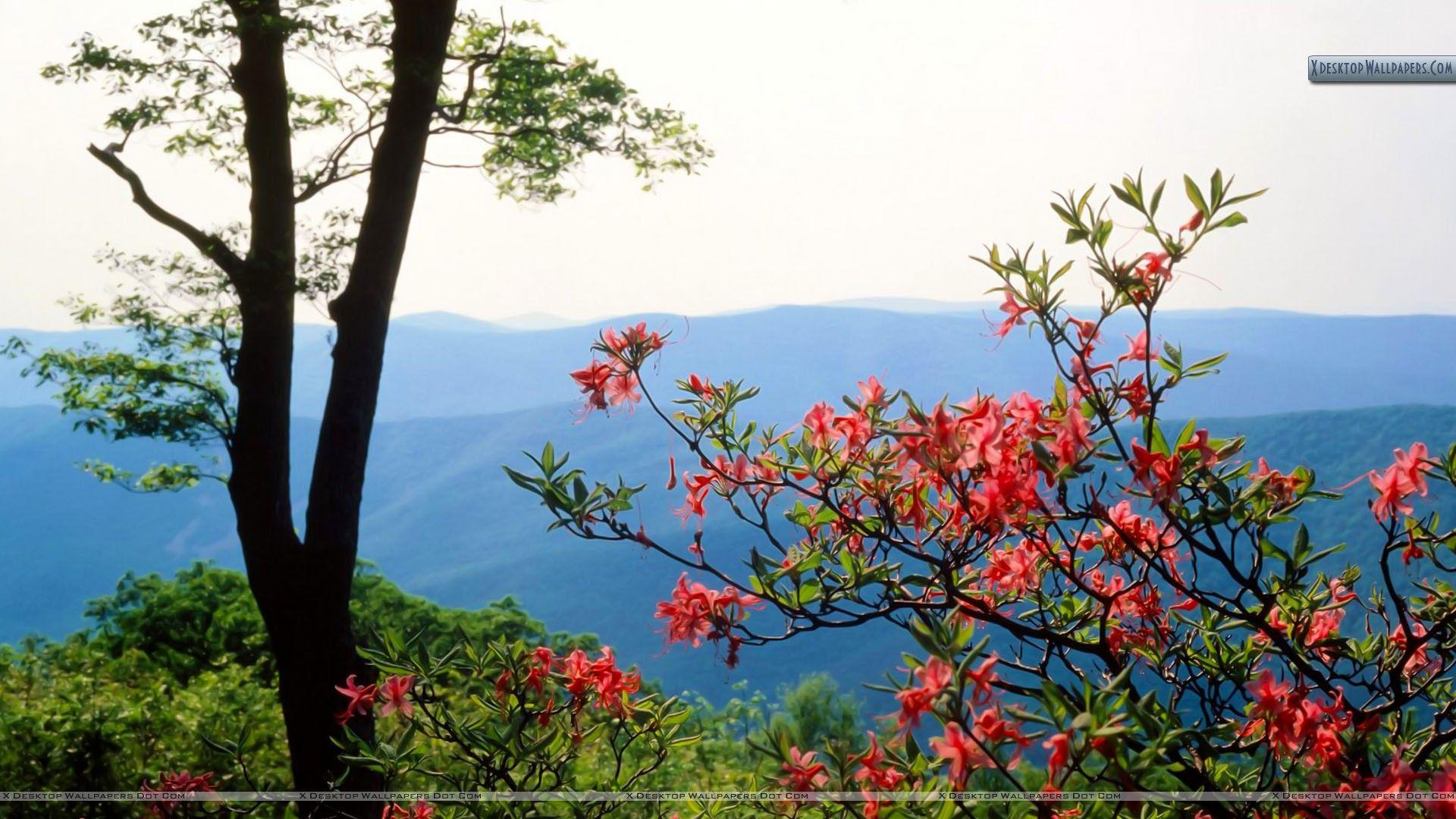 Blue Ridge Mountains North Carolina Wallpapers