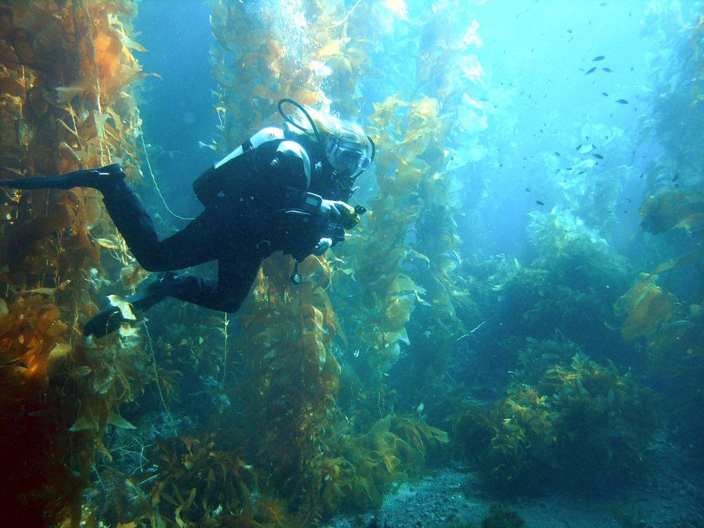 Diving Channel Islands National Park