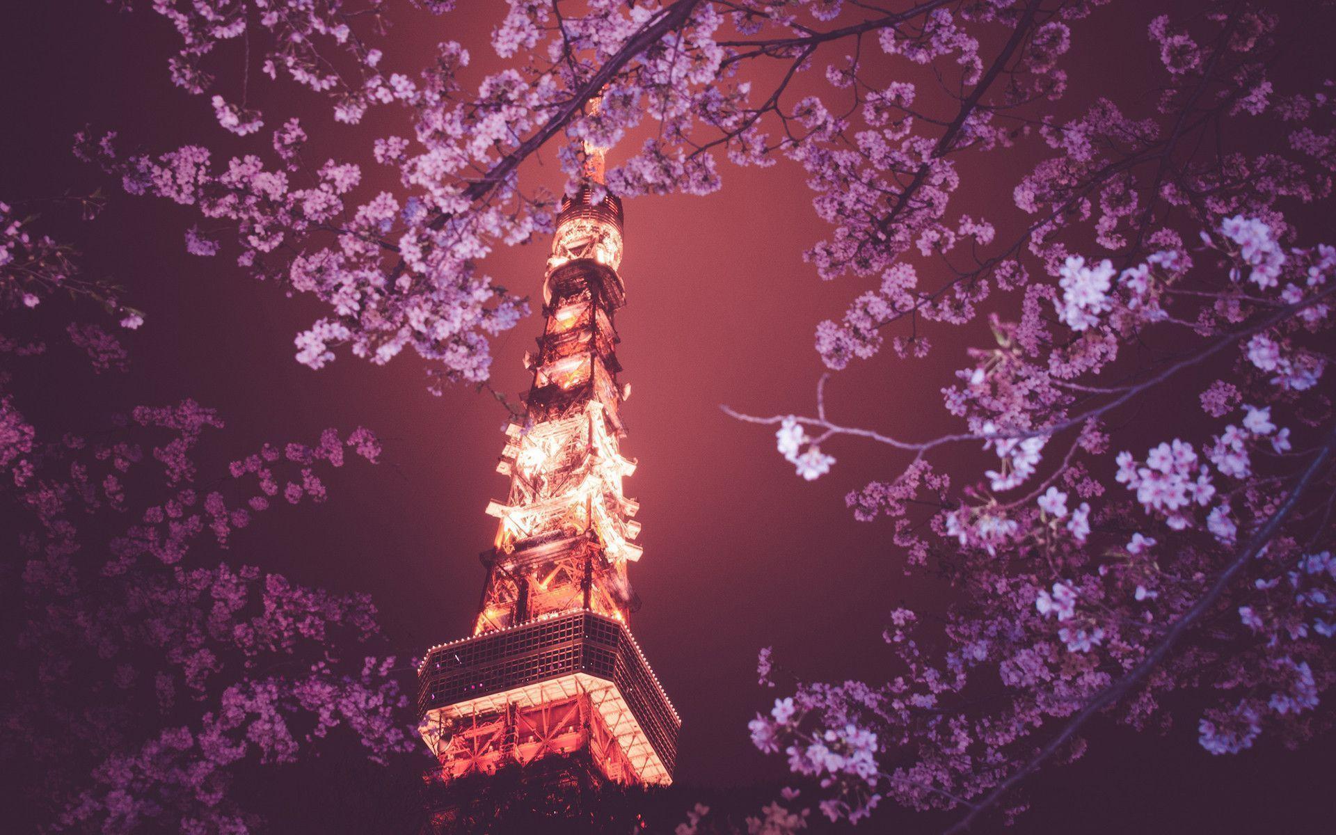 Wallpapers For > Japanese Cherry Blossom Wallpapers Anime