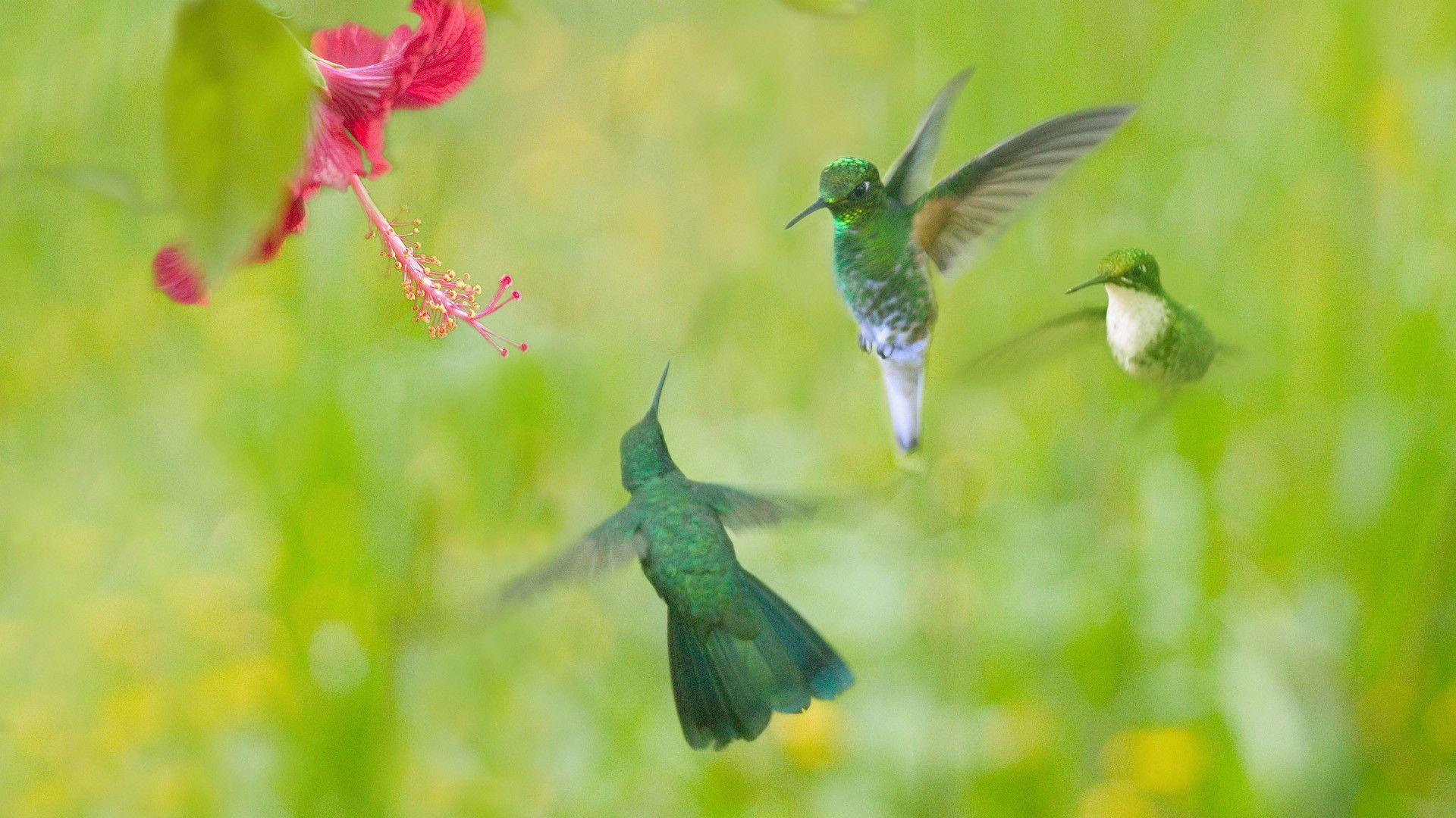 hummingbird wallpapers hd