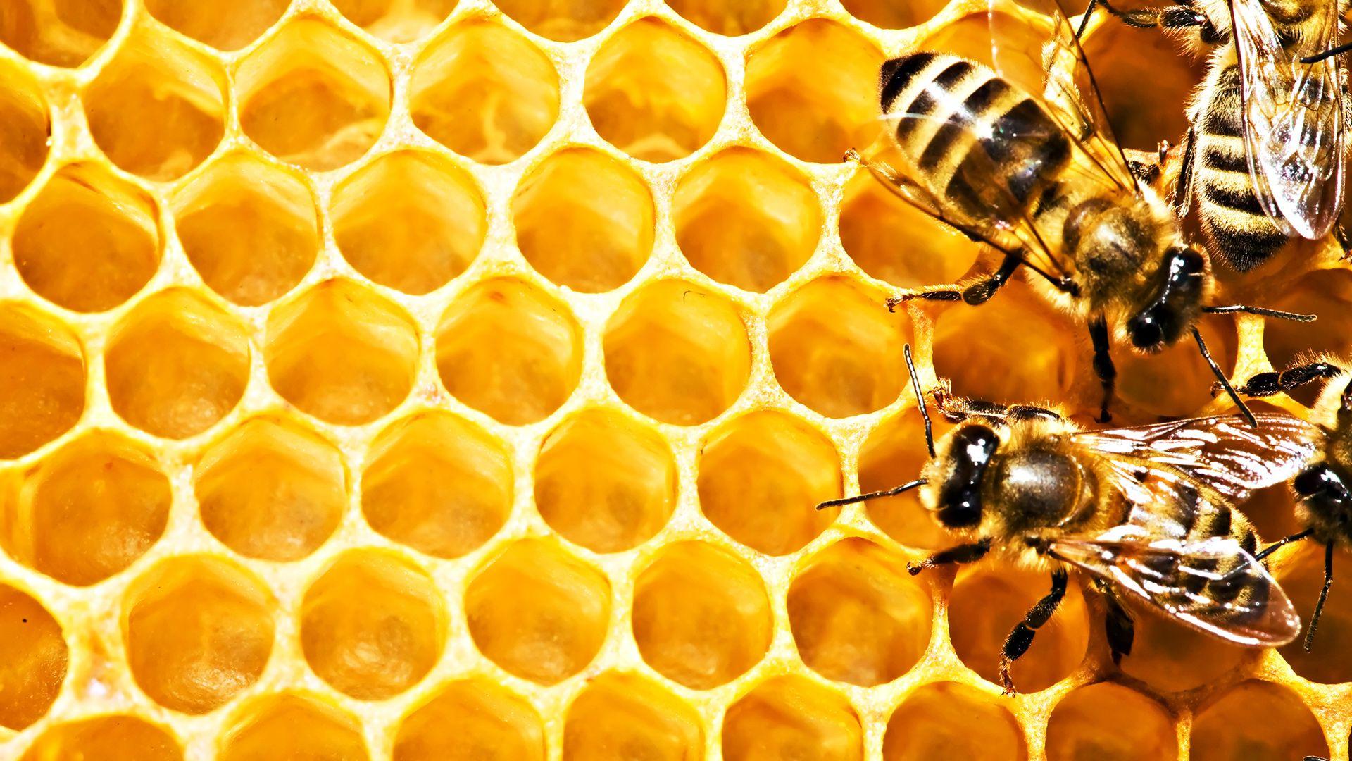 Honey Wallpapers Hd on WallpaperGet