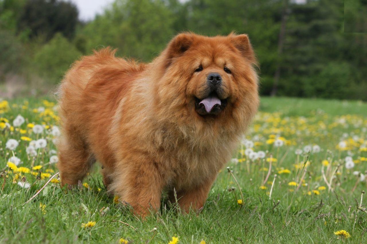 Animals Chow Chow