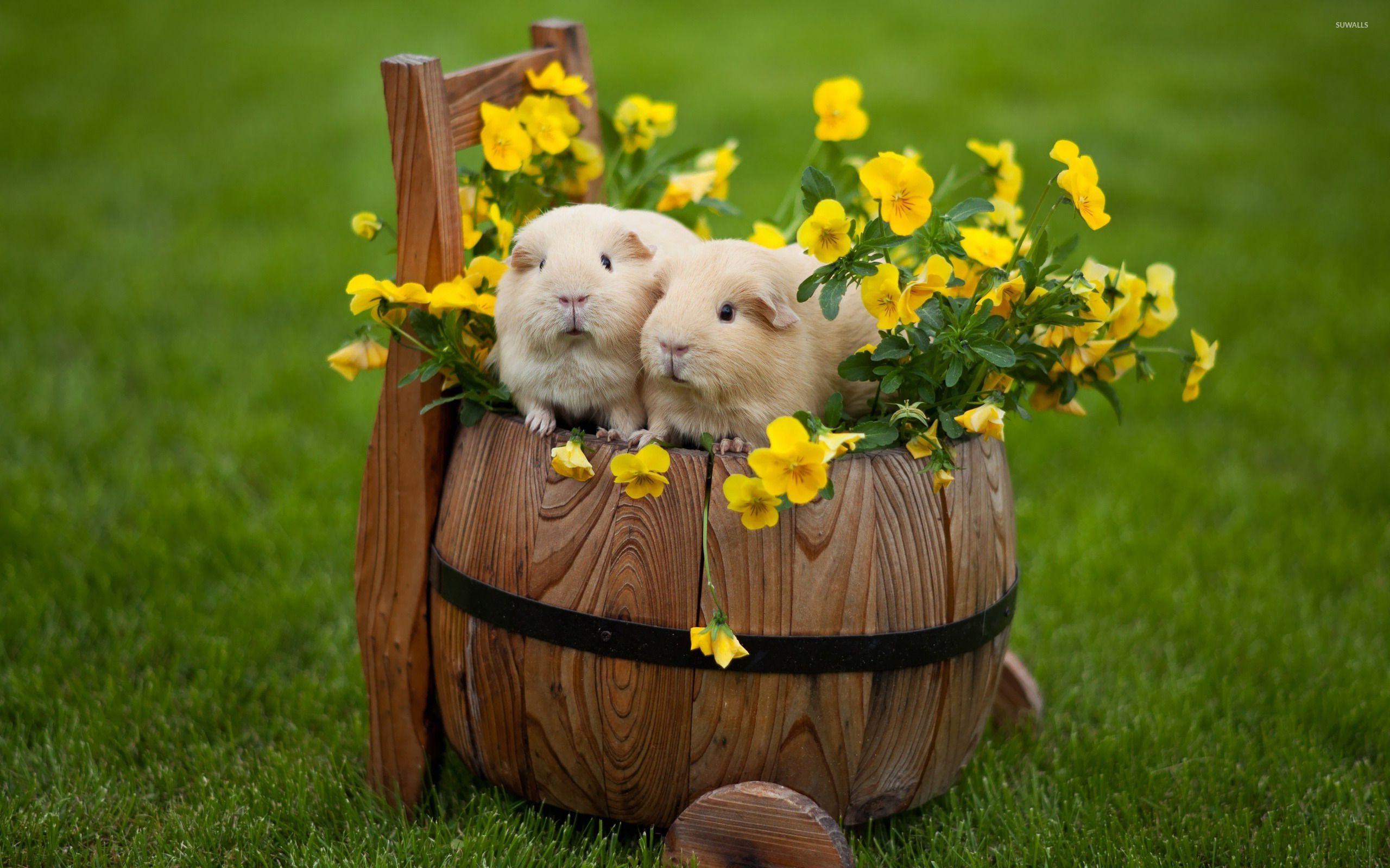 Guinea pigs wallpapers