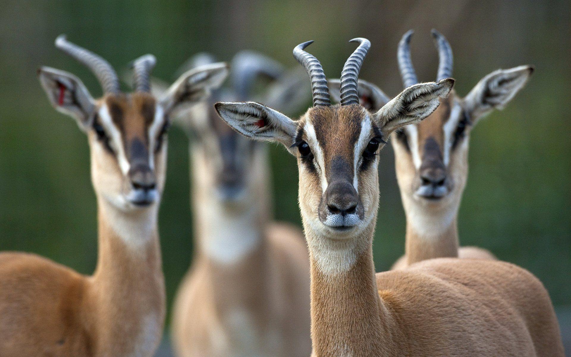 49 Antelope HD Wallpapers