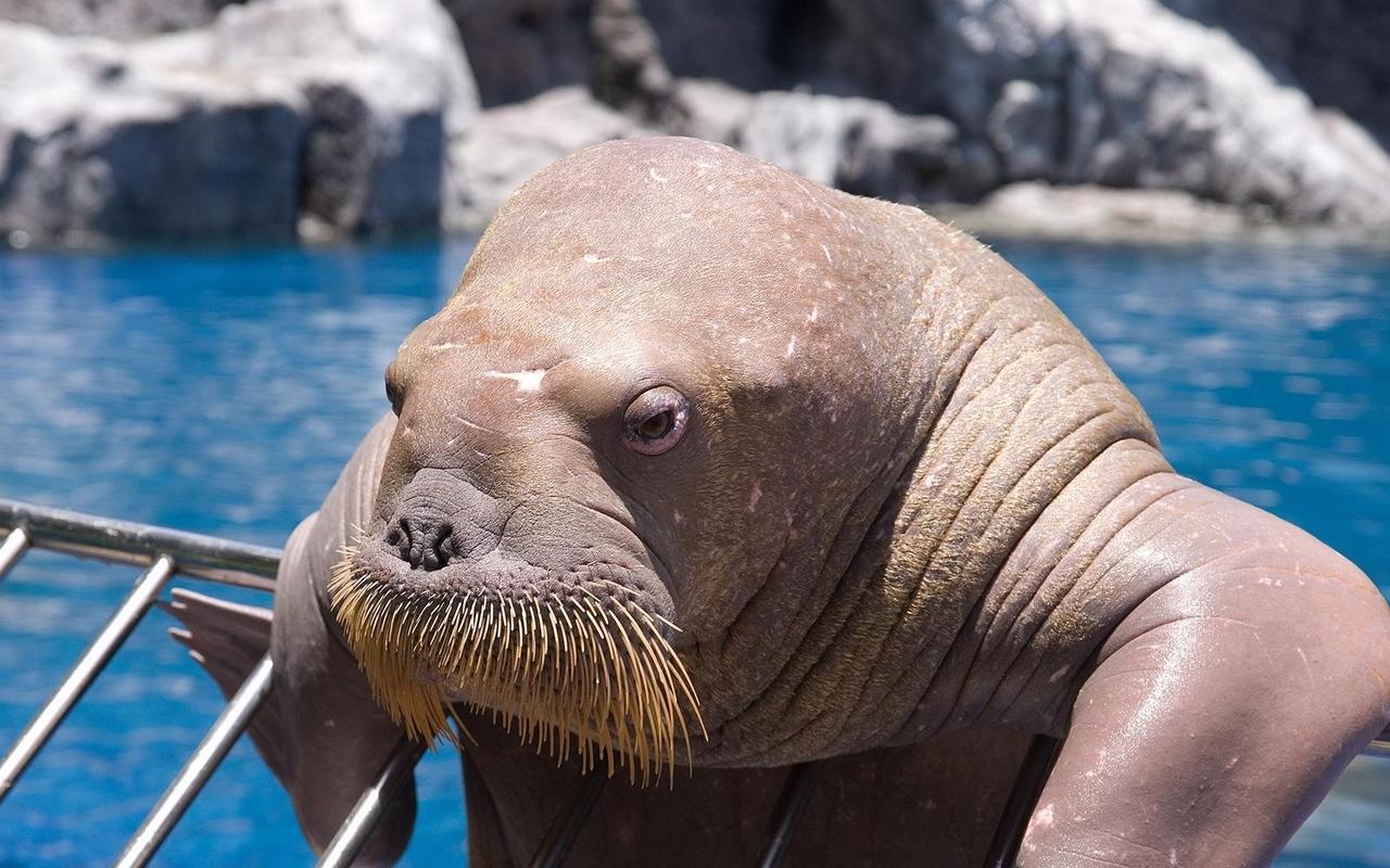 Download wallpapers walrus, face, sea, dweller, old