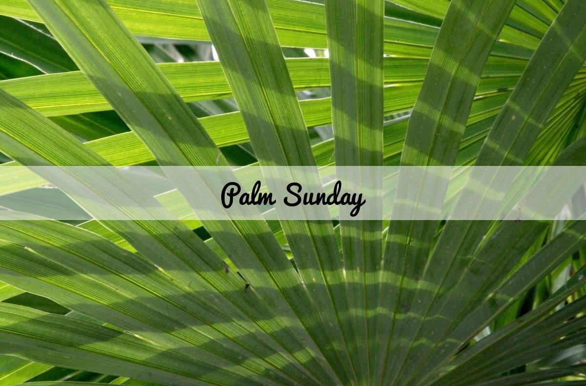 Palm Sunday HD Wallpapers and Image Download Free