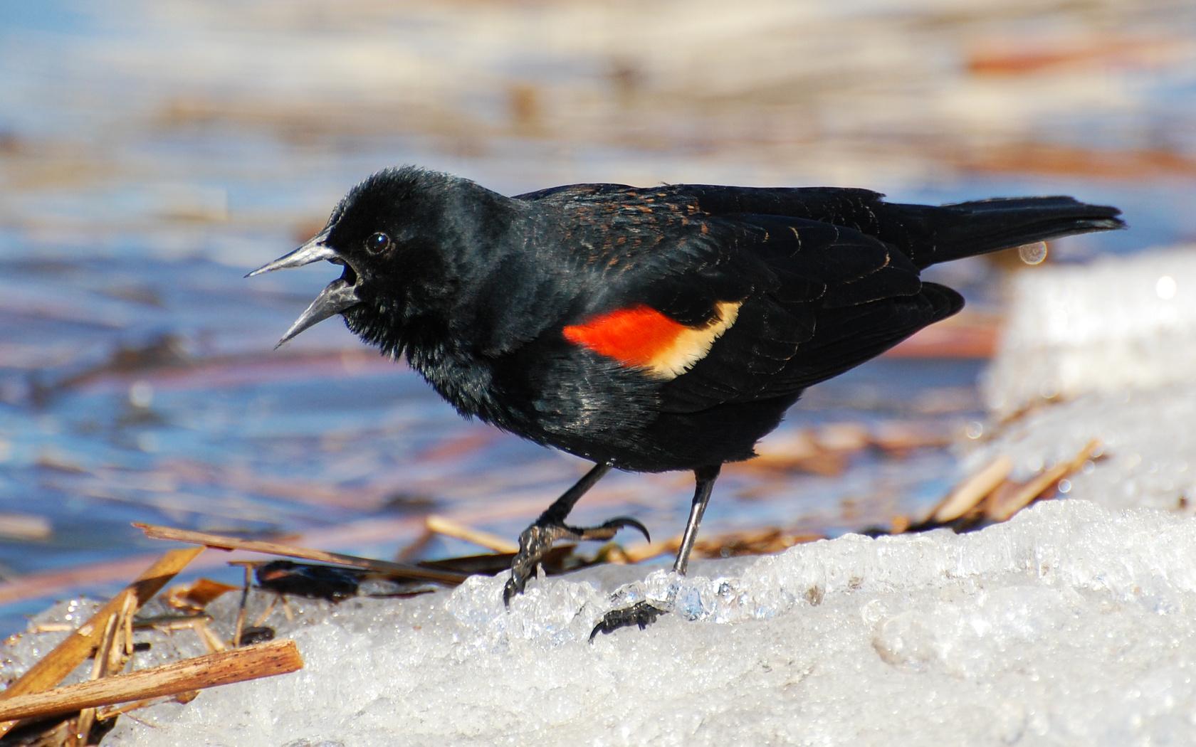 Suzanne Britton Nature Photography: Red