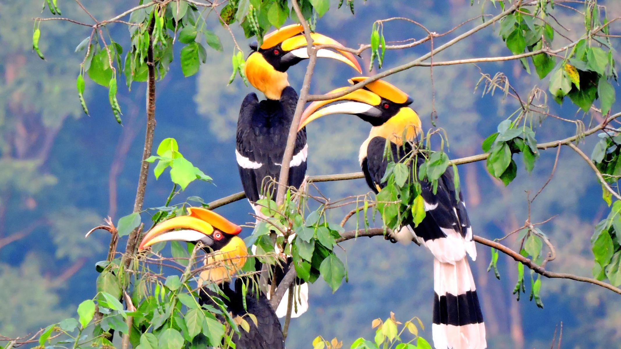 Rhinoceros Hornbills Full HD Wallpapers and Backgrounds Image