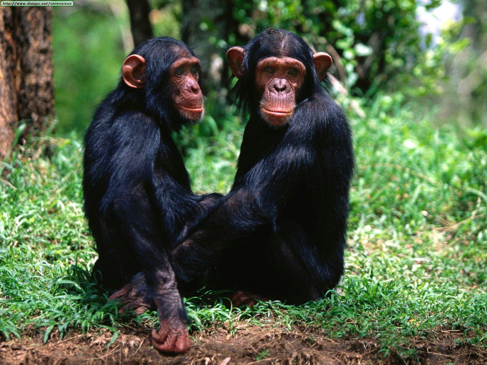 Chimpanzees Wallpapers