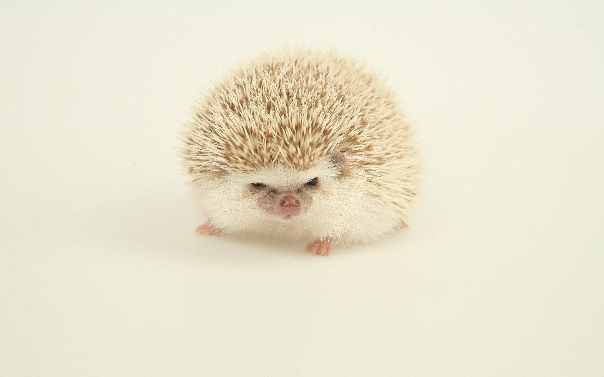 free desktop wallpapers downloads hedgehog