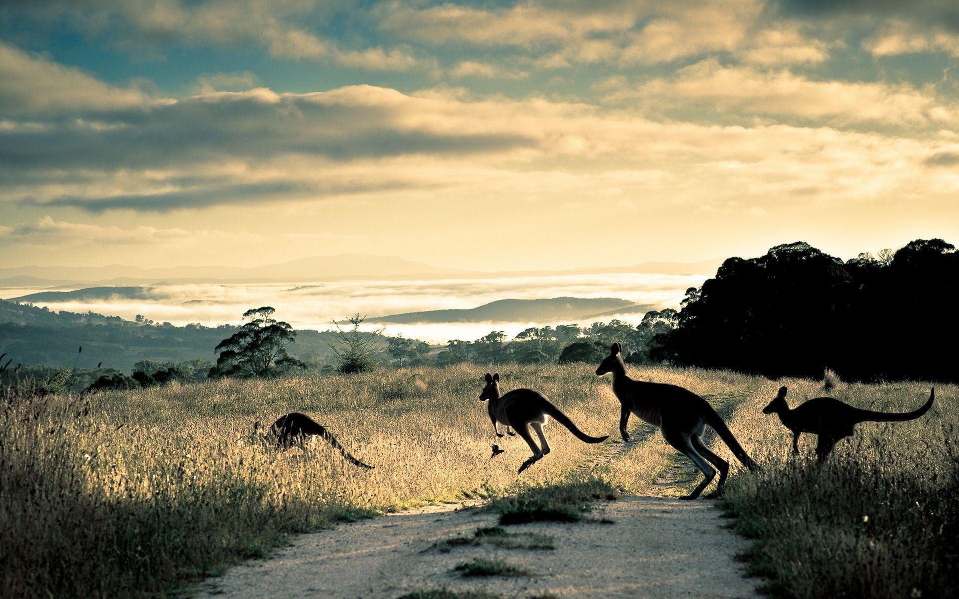 Kangaroo Wallpapers 8972