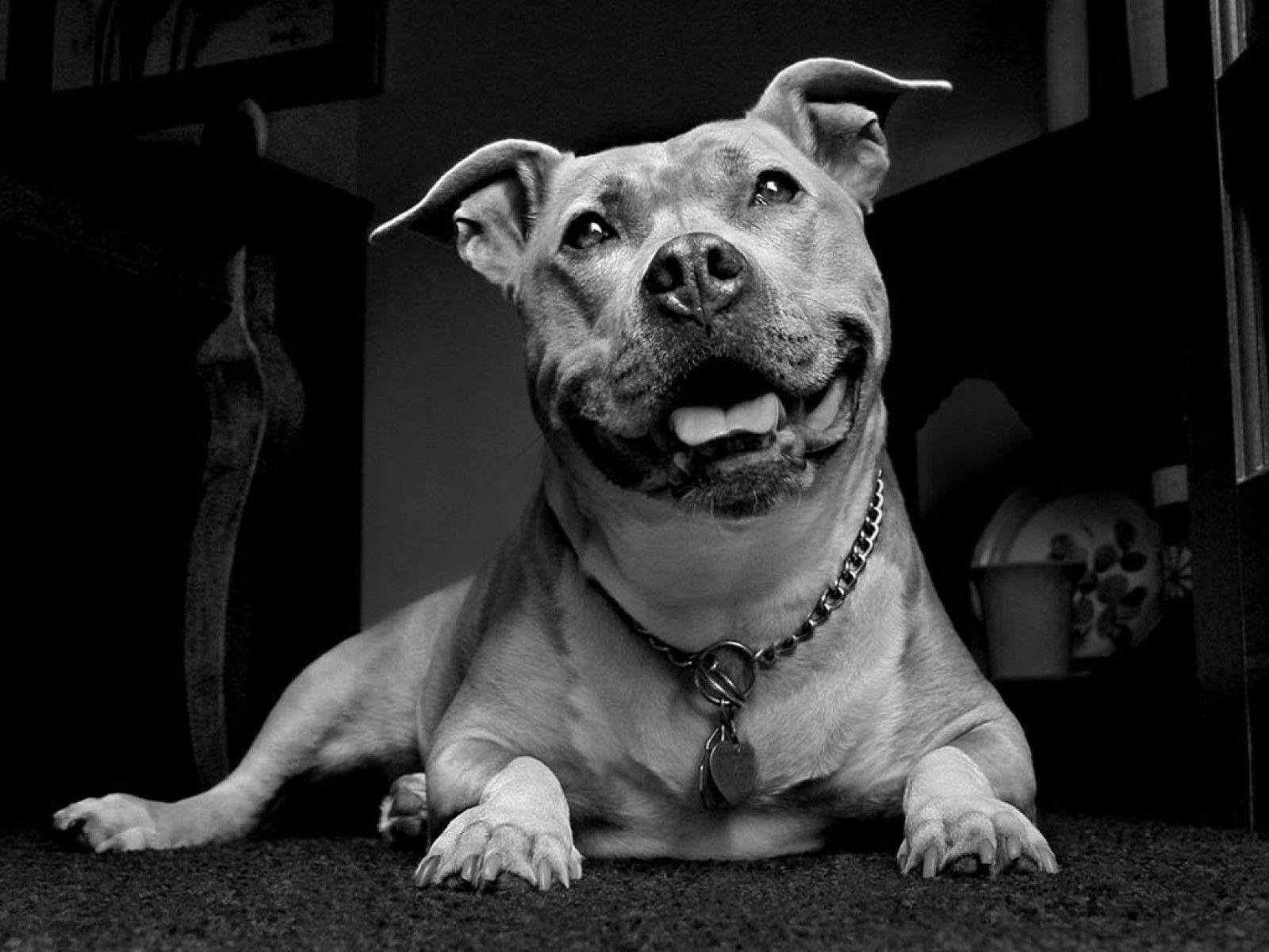 black white pit bull wallpapers