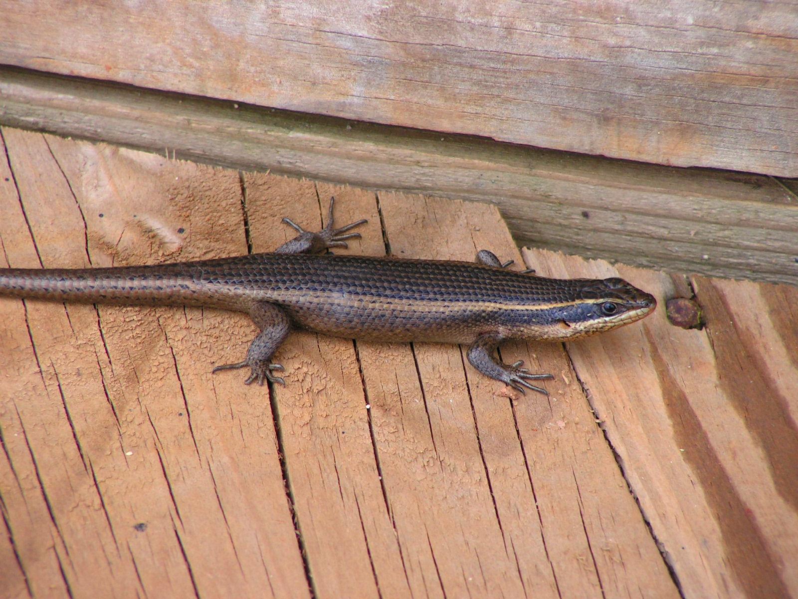 File:Striped skink