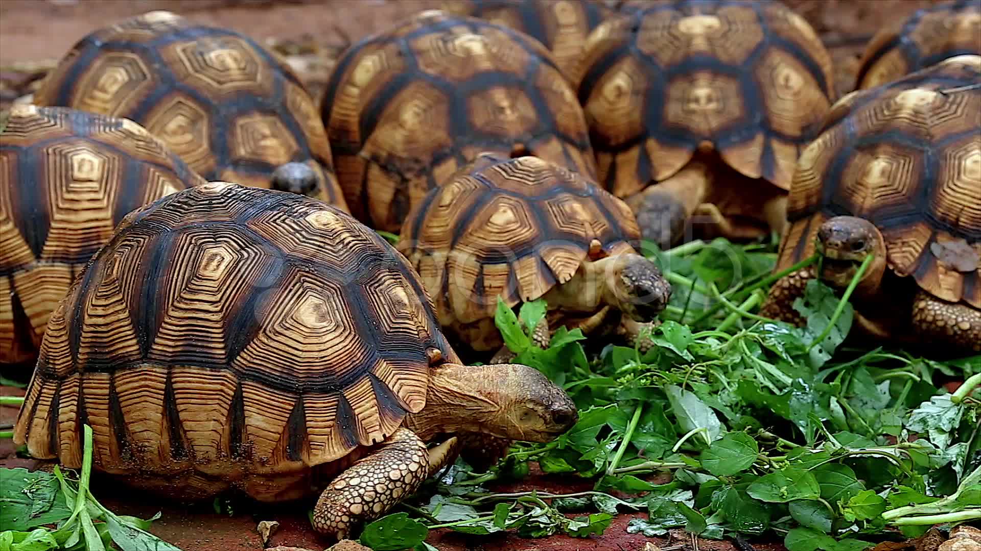 Ploughshare tortoise wallpapers