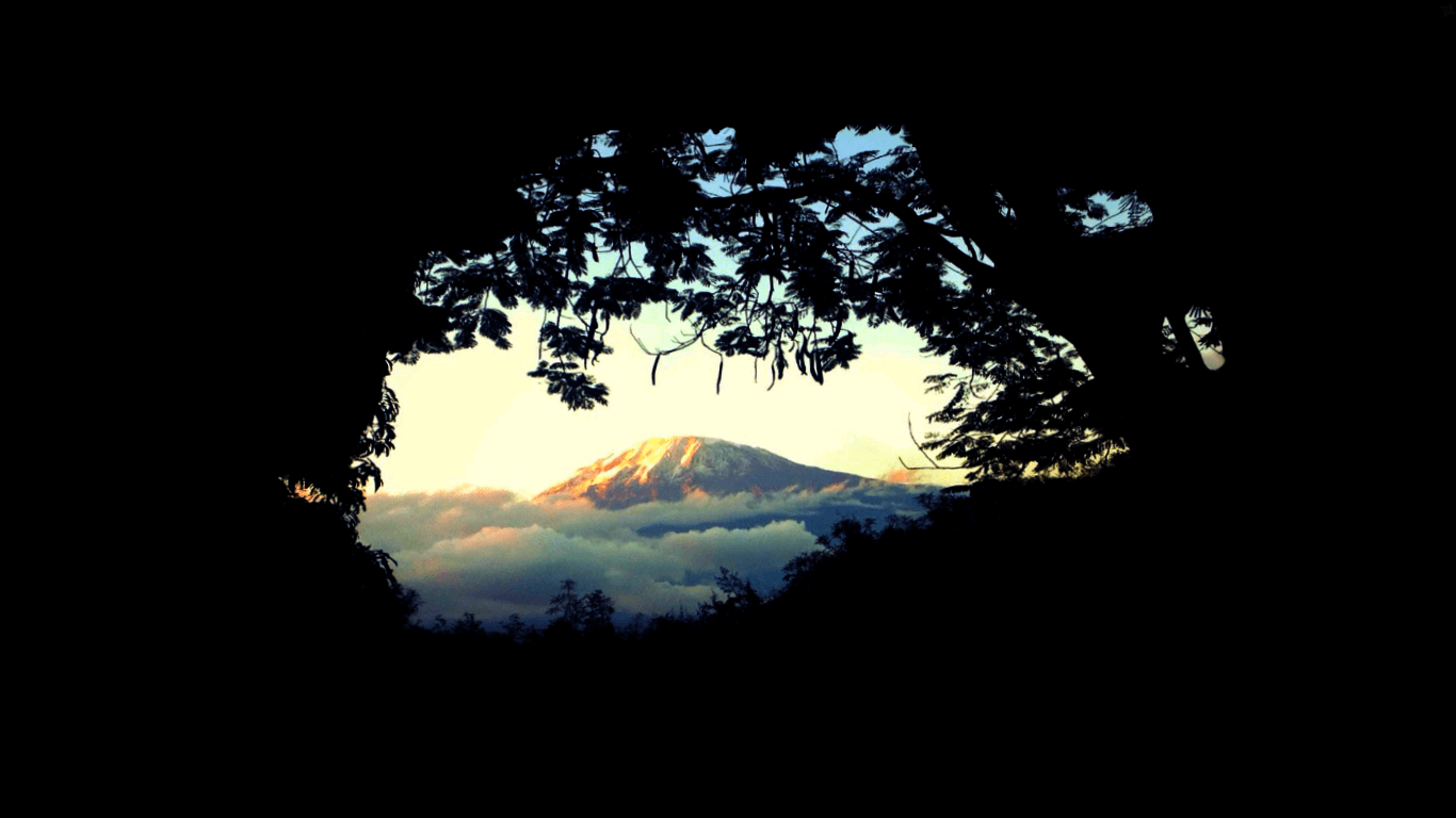 Mount Kilimanjaro, Forest above the clouds. [] : wallpapers