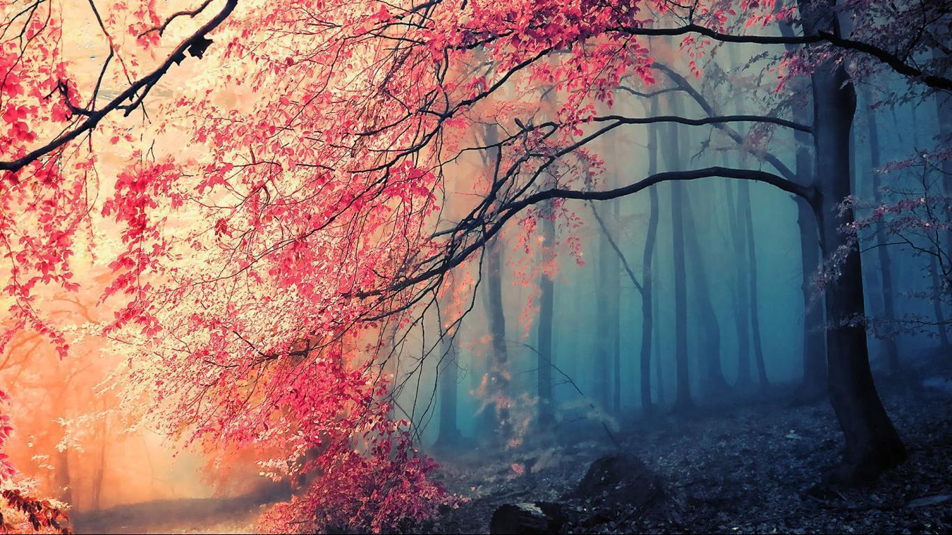 Fog deep forest widescreen hd wallpapers