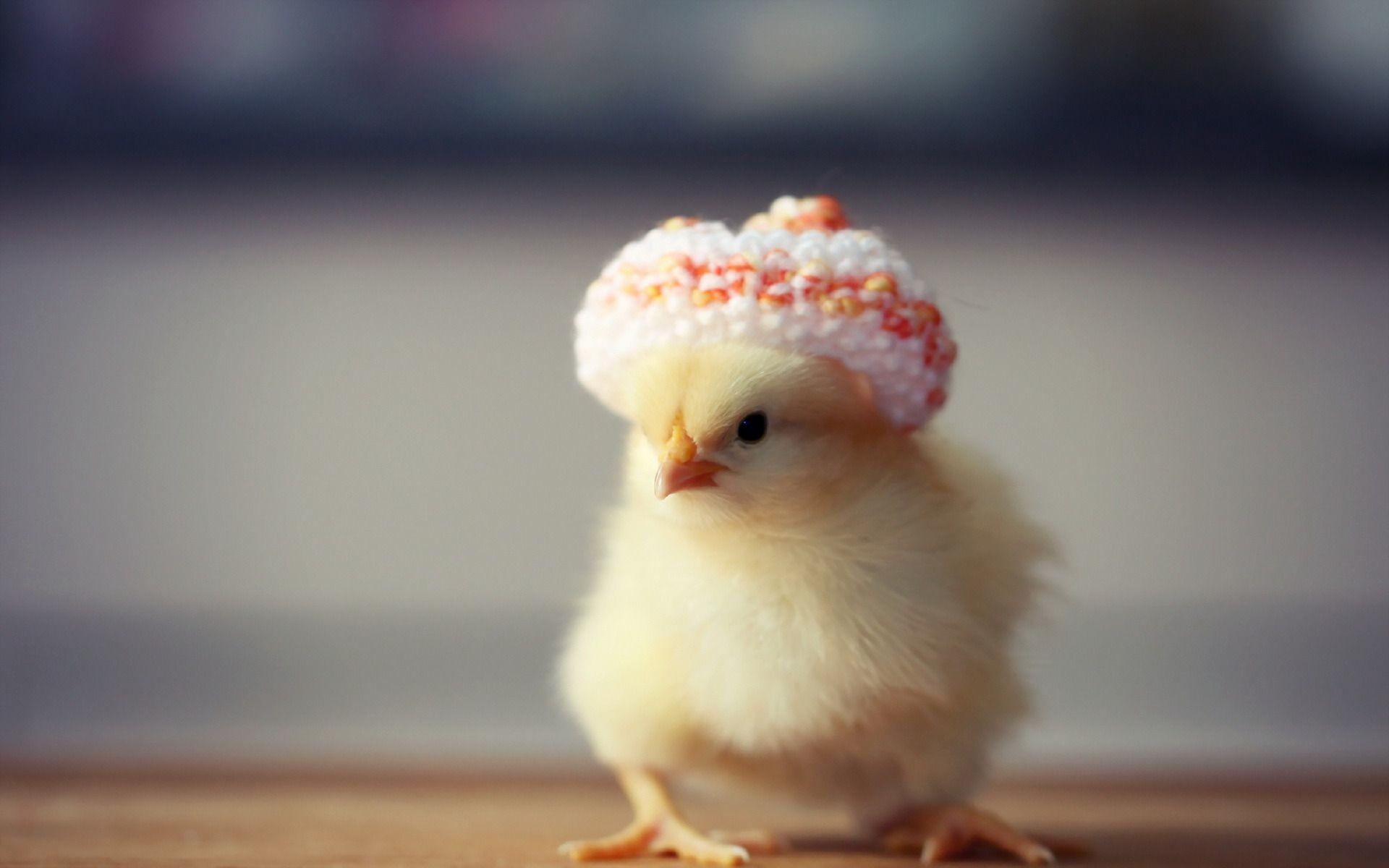 47+ Baby Chicks Wallpapers