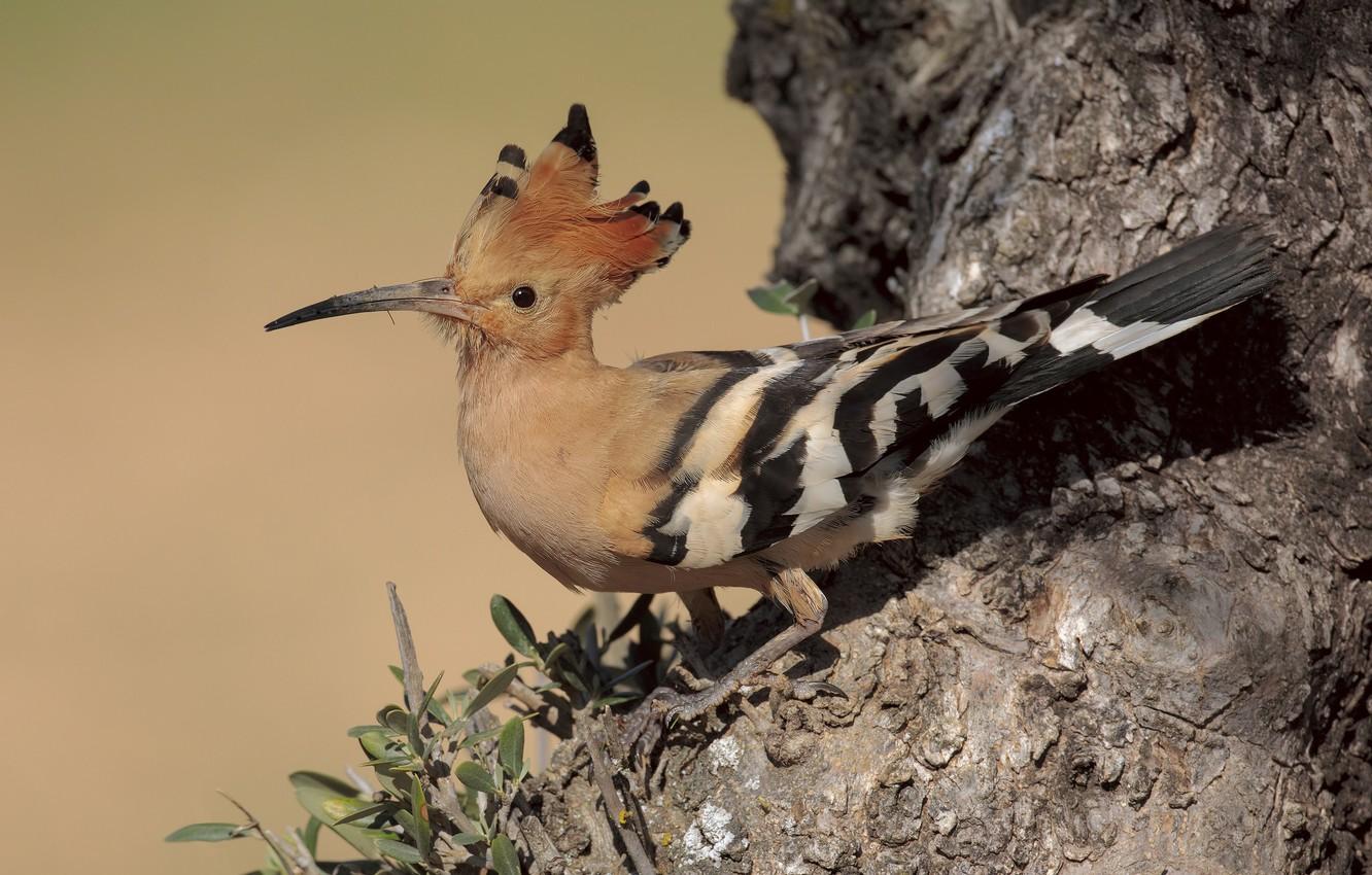 Wallpapers bird, hoopoe, crest image for desktop, section