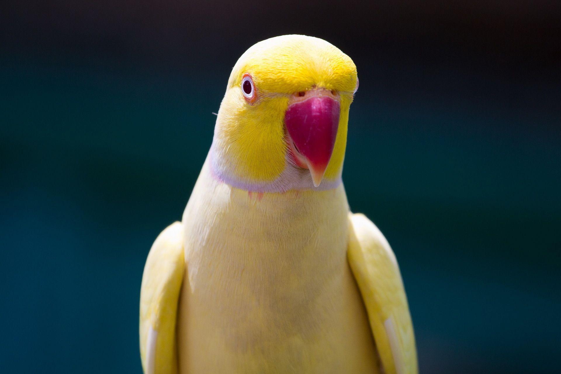 Parrot Wallpapers 1080p