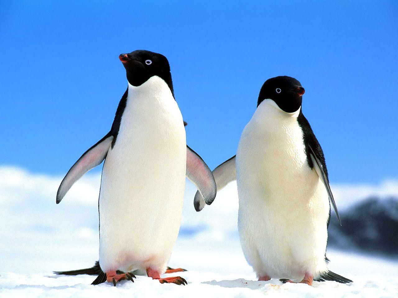 Penguin Wallpapers