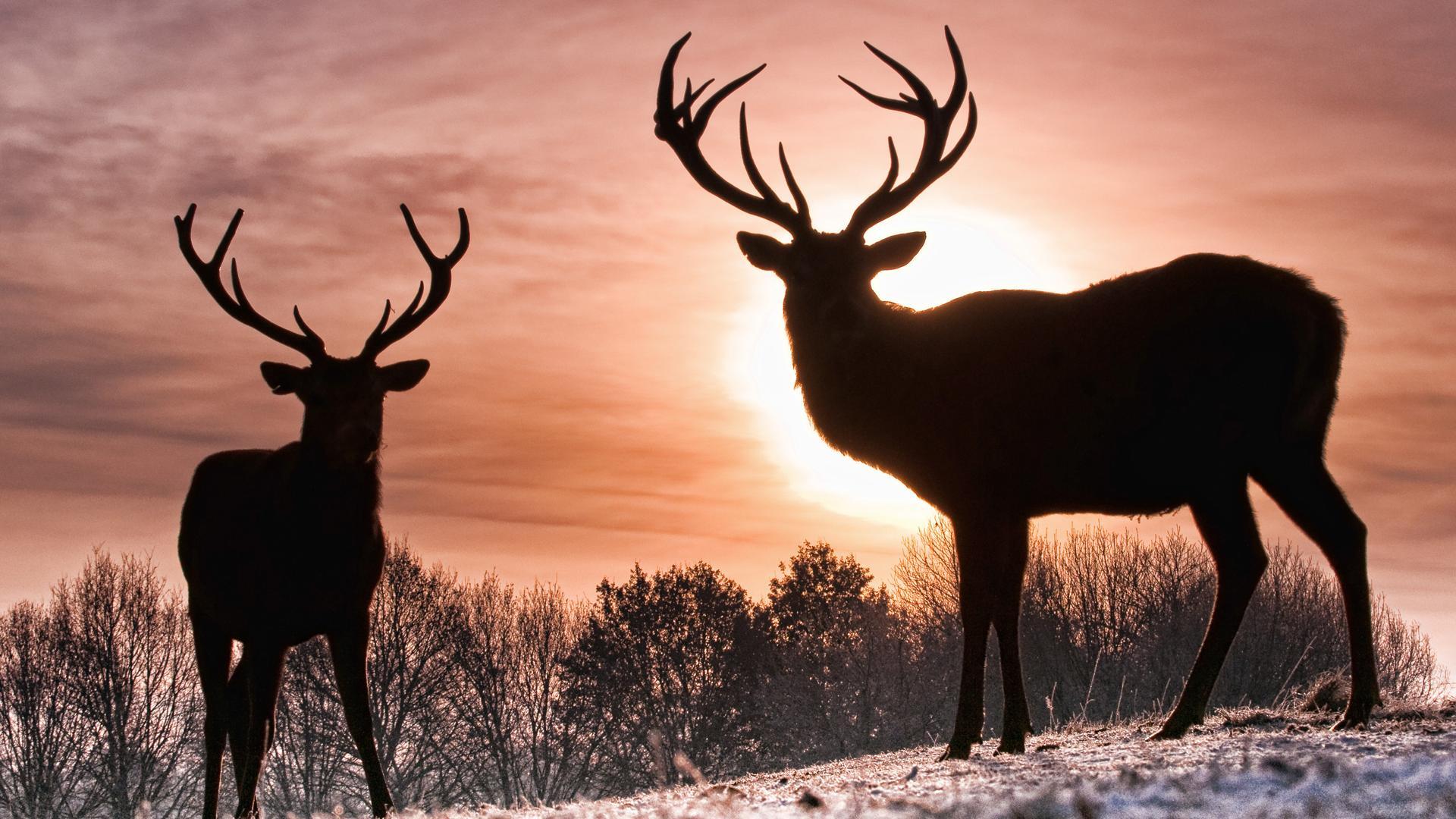 Free Whitetail Deer Wallpapers