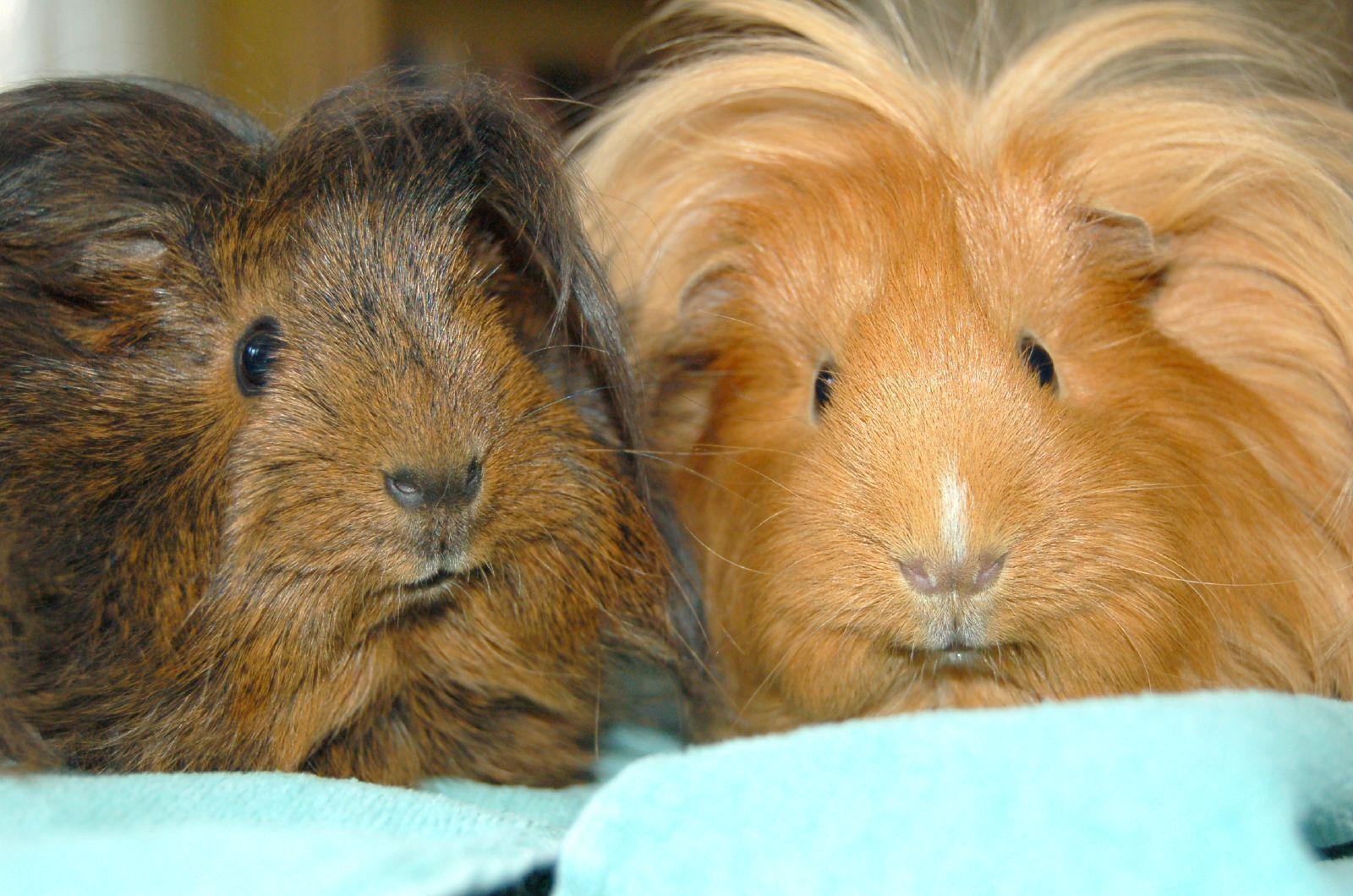 Cute Guinea Pig Wallpapers