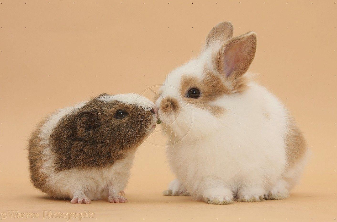 Guinea Pig Wallpapers HD Download