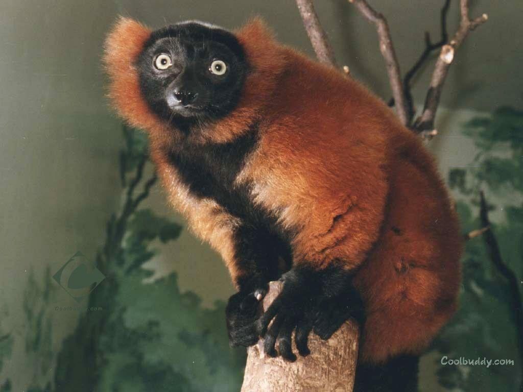 Wallpapers Tagged With Lemurs: Primates Lemurs Red Black Animals