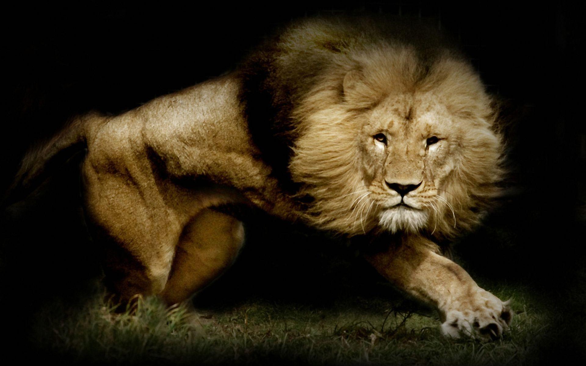 Lion Wallpapers 50 Backgrounds