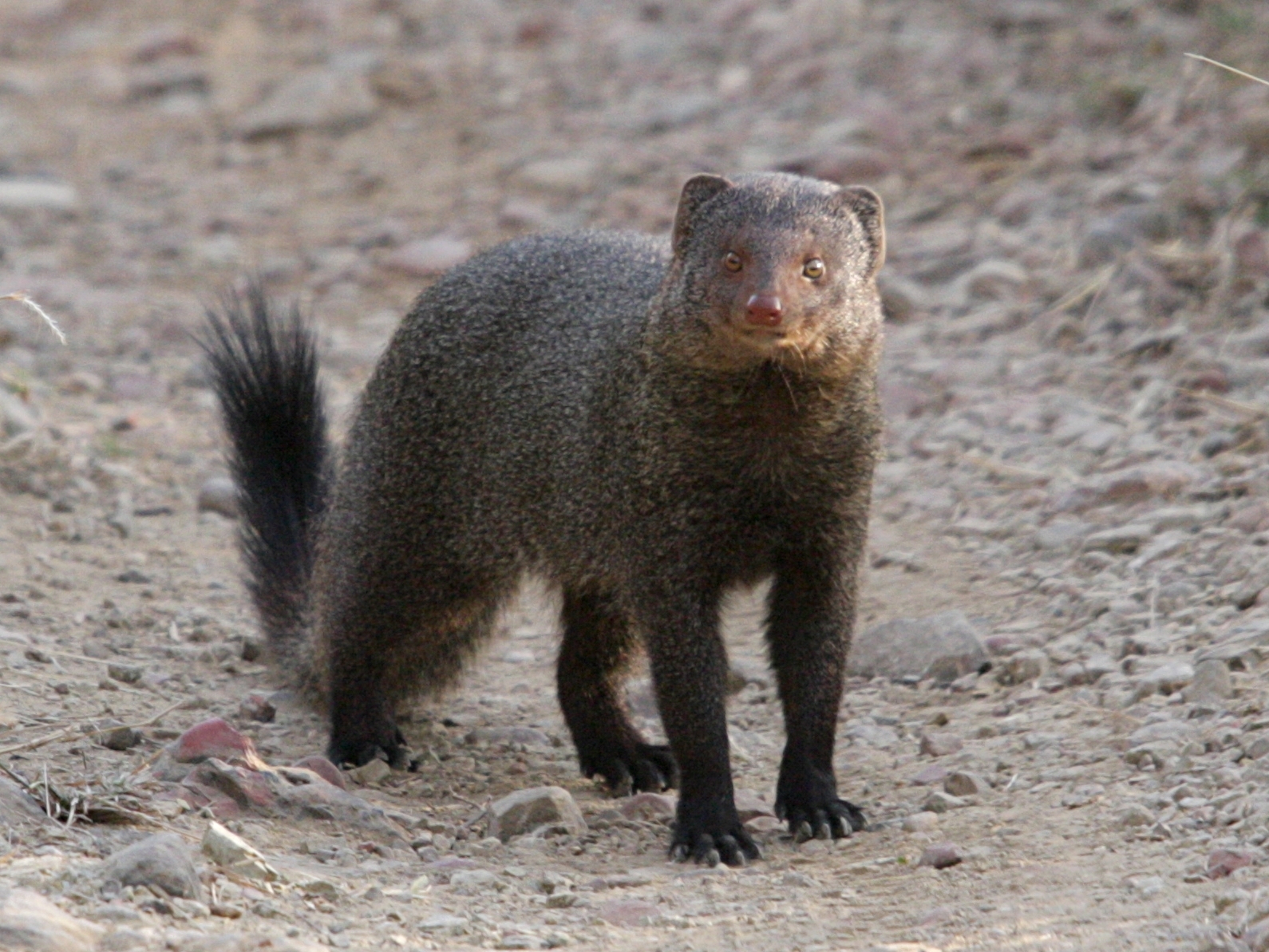 Quick! Get a mongoose to the front page and get rid of those