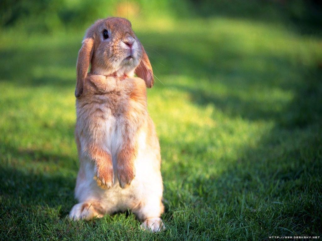 Lovely Rabbit Wallpapers