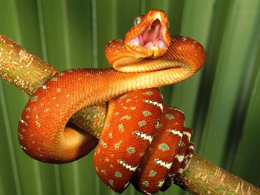 Boa constrictor on a stick wallpapers and image