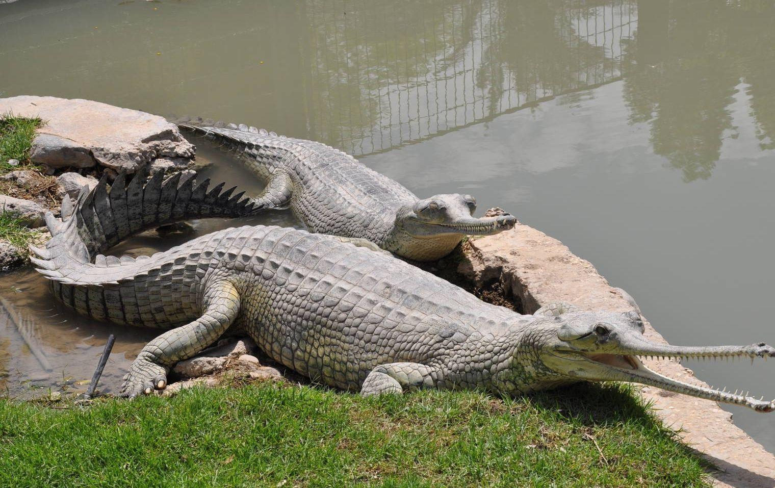 Animals Gharial Photos HD Wallpapers – Animals And Birds